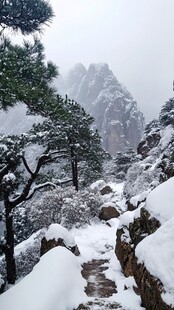 雪后迎客松