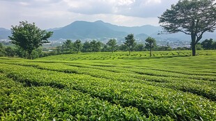 龙坞茶镇