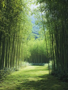 高清竹林大图绿色森林