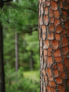 松树树皮植物