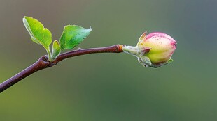 初春嫩芽花苞