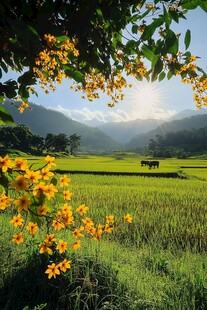 阳光稻田美景