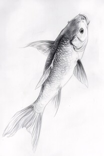 手绘工笔画鱼