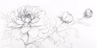 芍药线稿