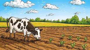 种庄稼干农活的牛