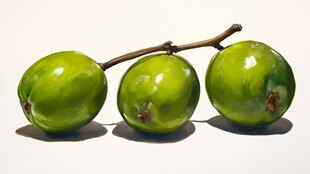 蜂糖李写实插画