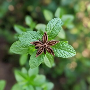 微拍小草