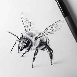 素描蜜蜂