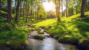 阳光草地溪流