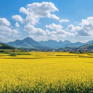 乡村油菜花田自然风光