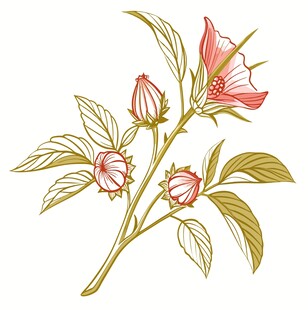 玫瑰茄洛神花