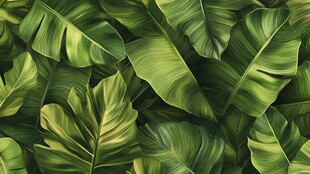 芭蕉叶背景设计