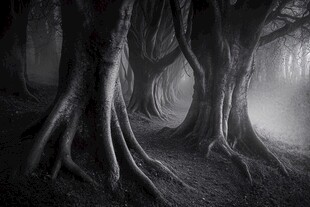 神秘梦幻的大树