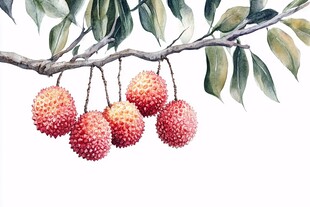 原创荔枝手绘