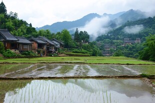 雨中栽秧