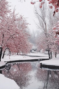 雪中红枫