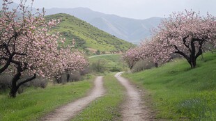 桃林小路