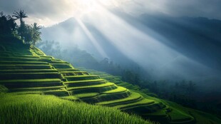 阳光与梯田