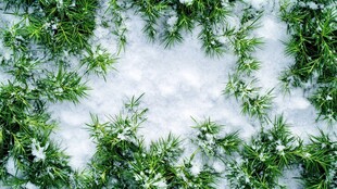 雪中绿草