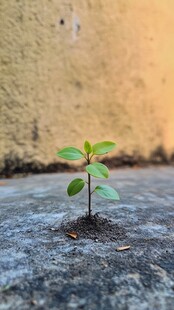 砖缝里长出的小树苗