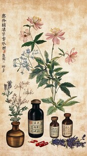 中手绘草药包装插画