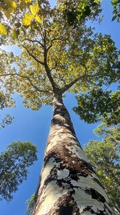 仰拍白杨树