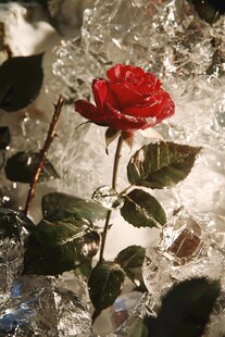 冰封玫瑰