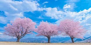 两行桃花树