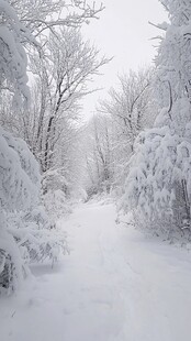 林间小道积雪