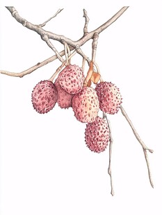 贵妃荔枝插画