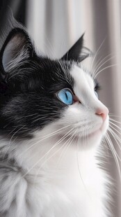 手绘大眼萌猫咪装饰画