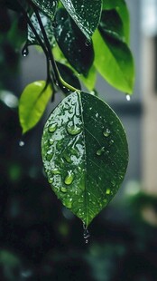 绿叶露珠雨中树叶