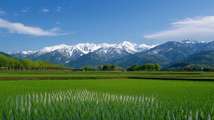 高山冷水田