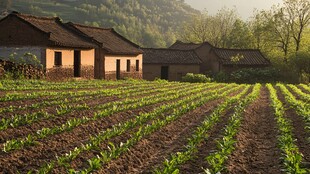 北方农村景象