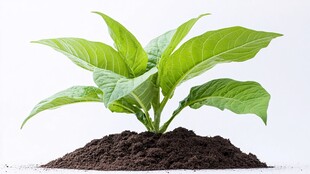 烟草植株