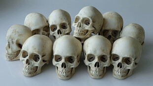 古人类头骨模型