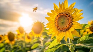 蜜蜂在向日葵里采蜜