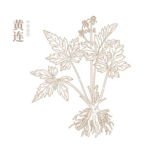 中药黄连