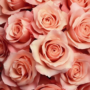 立体背景玫瑰图