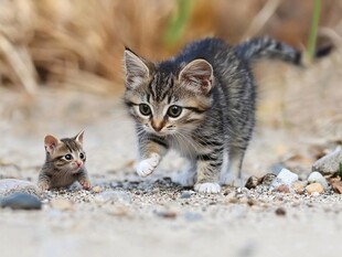 野外流浪小猫