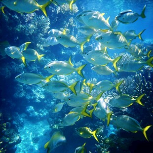 海洋生物海洋鱼群