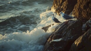 午后暖阳海鸟