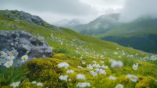 野花雪山