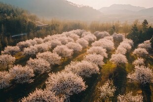 航拍梅花林