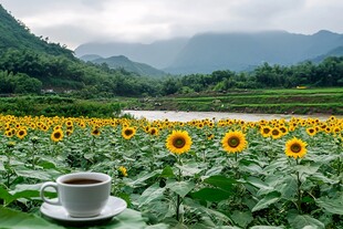 山下的向日葵