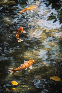 锦鲤游湖