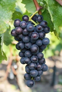高清夏黑葡萄