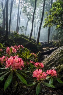 龟峰山杜鹃花