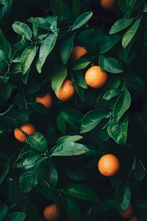 鲜橙绿叶图