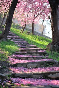 唯美赏花小道